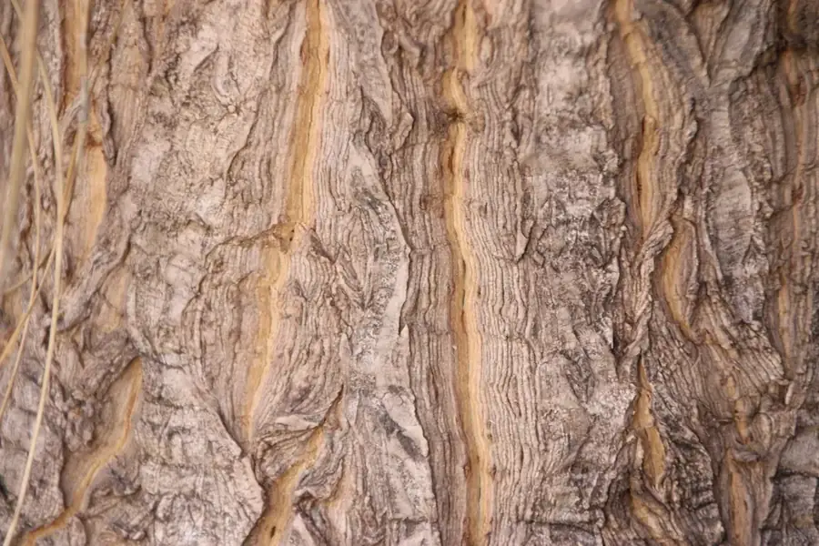 Gnarled bark grain of old timber